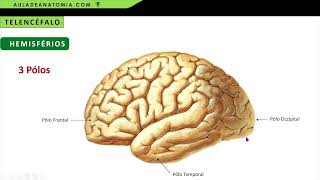 ANATOMIA DO TELENCÉFALO  HEMISFÉRIOS CEREBRAIS fisioterapia medicina neuroanatomia aula neuro [upl. by Isyak]