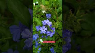 plumbago auriculata  nature trending flowers trending foryou shorts shortvideo hibiscus [upl. by Bilac386]