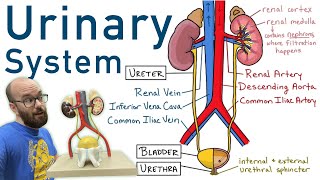 Urinary System  Structure Function Plastinated Kidney and Bladder 3D Model [upl. by Gosselin875]