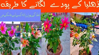 How to grow different colours Dhaliya flowersgrow in potsFakhraShahid603 [upl. by Egiarc]