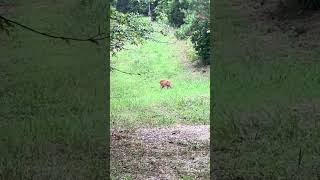 Walked up on this one deerwatching deer [upl. by Giorgi]