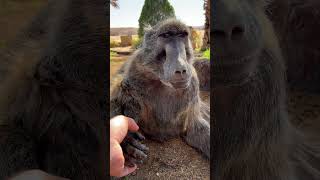 Cindy the Baboon is so adorable when she talks to me 🥰😍 baboon animallover cuteanimals farmlife [upl. by Nalehp]