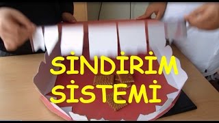 SİNDİRİM SİSTEMİ etkinlik [upl. by Dimond]