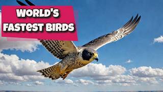 10 FASTEST Flying Birds That Will Leave You Speechless [upl. by Anilatak]