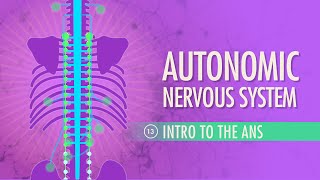 Autonomic Nervous System Crash Course Anatomy amp Physiology 13 [upl. by Relyhcs123]