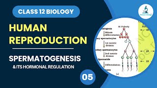 Spermatogenesis  Gametogenesis  Hormonal Regulation  Human Reproduction  Class 12 Biology [upl. by Kehoe]