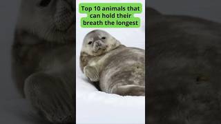 Top 10 animals that can hold their breath the longest [upl. by Buckler]