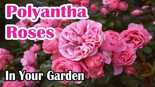 How to Grow Polyantha Roses in Your Garden [upl. by Pohsib]