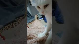 The Masseur Cat Mela trending cat massage pets short mela [upl. by Gariepy]