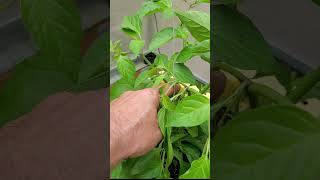 Topping Pepper Plants Must Watch1 [upl. by Palmer]