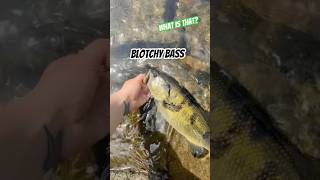 Blotchy BASS bassproshop bassfishing bassmasters fishing ladyangler [upl. by Bremble702]