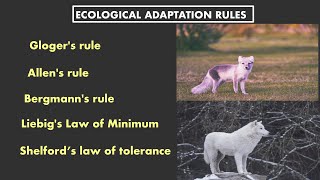 Gloger’s RuleAllen RuleBergman RuleLiebig Law of MinimumShelford Law Of Tolerance ecology [upl. by Galen]