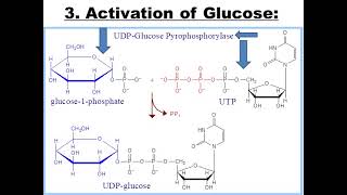 glycogen synthesis Glycogenesis DrElham Omer [upl. by Asecnarf280]