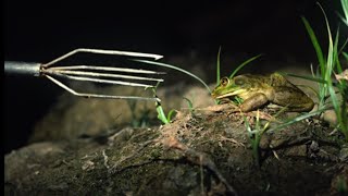 Frog gigging central Fl [upl. by Riay]