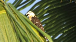 Yellowheaded Caracara Milvago chimachima [upl. by Verdha]