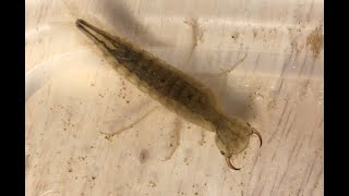 Water Tiger Predatory Diving Beetle Larvae [upl. by Ameen]