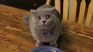 Cat doesnt finish Vegetables [upl. by Stelmach629]