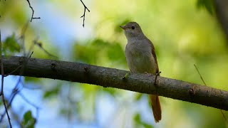 Usignolo Nightingale  Yanni amp Lauren Jelencovich [upl. by Caraviello]