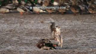 Prairie Falcon takes out a drake mallard [upl. by Kaia284]