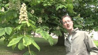 The Conker Tree Horse Chestnut [upl. by Aerdnaz]