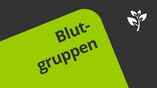 Wie werden die Blutgruppen AB0 und der Rhesusfaktor vererbt  Biologie  Genetik [upl. by Fanechka]