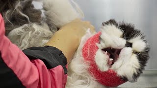 An extreme EMERGENCY situation  Persian Cat [upl. by Baecher]