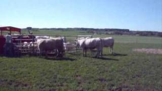 Putting Charolais cattle on pasture May 1st 2009 [upl. by Ettedanreb830]