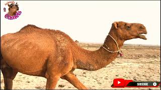 Camel Animal Video Camel Struggles With Heavy Couple De Creative Coman Facts [upl. by Delmor]