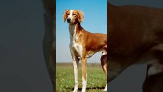 Salukis dogs The oldest dog breed [upl. by Emia]