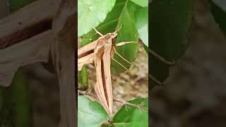 The Brown Banded Hunter Hawkmoth shorts shortsvideo shorts viral viralshorts [upl. by Leemaj615]