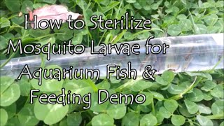 How to Sterilize Mosquito Larvae for Aquarium Fish amp Feeding Demo [upl. by Yllor]