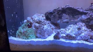 Fluval EVO Updates [upl. by Auvil]