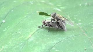 Cluster Flies Calliphoridae Pollenia Mating [upl. by Rooney]