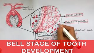 Development of Tooth  Part 2  Early and Late Bell stage of tooth development [upl. by Omrellig741]