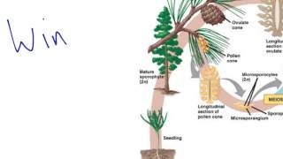 Gymnosperm Reproduction [upl. by Raff]