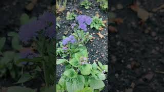 Discover the vibrant beauty of the garden favorite known as the FlossFlower Ageratum flower [upl. by Tnarud]