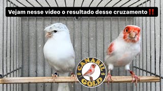 CRUZAMENTO DE CANÁRIO BRANCO RECESSIVO x VERMELHO MOSAICO [upl. by Ganiats]