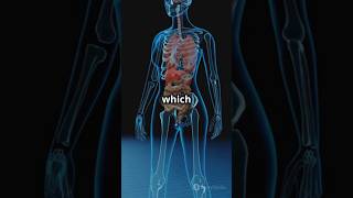 Human endocrine system parathyroid glands theoryofphysics anubhavsir physicsfun gwalior [upl. by Oderfla692]