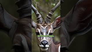 Kudu Africa’s Majestic SpiralHorned Antelope kudu reels shorts animals [upl. by Nipahc]