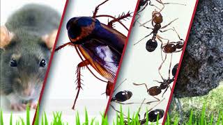 More Than Bugs Holistic Pest Management  Hicksville  516 2186470 [upl. by Ennayar]