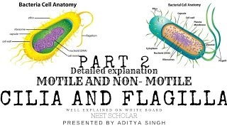 Cillia and Flagilla part 2 motile and non motile concept by NEET scholar [upl. by Fauch]