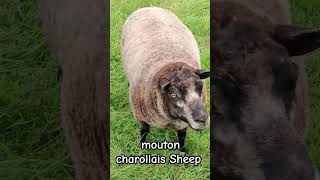 mouton charollais Sheep subscribe creator agriculture sheepfarming animals shorts [upl. by Florance]