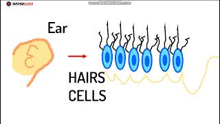 How Old Are Your Ears Hearing Test [upl. by Stephen]