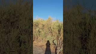 LAKE MITRY YUMA ARIZONA short camping fishing [upl. by Marijo]