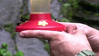 Humming Bird Garden Monteverde Costa Rica [upl. by Philemol]