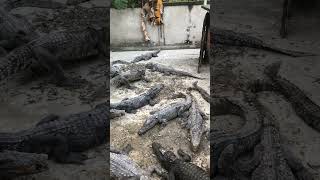 2024 Crocodile  Crocodile Eat Food In Zoo 2 [upl. by Eanil285]