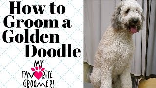 How to Groom a GoldenDoodle [upl. by Medrek70]