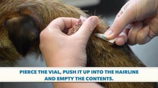 How To Apply A Spot On Wormer amp Flea Treatment [upl. by Enalda]