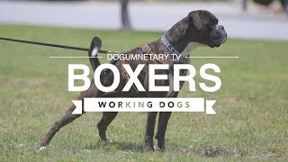 ALL ABOUT BOXERS WORKING DOGS [upl. by Nilyahs]