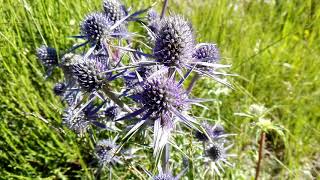 Eryngium bourgatii Pyrenean Eryngo [upl. by Hansel]